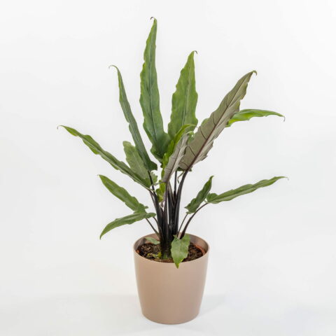 Alocasia lauterbachiana