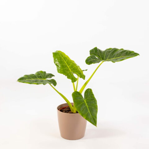 Alocasia macrorrhizos "Lutea"