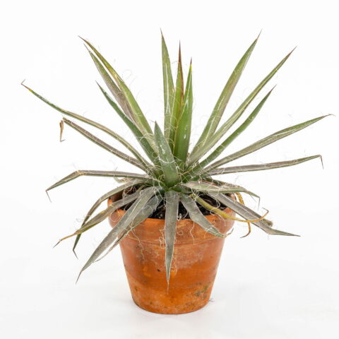 Agave filifera