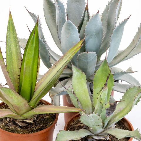 Agave in variet