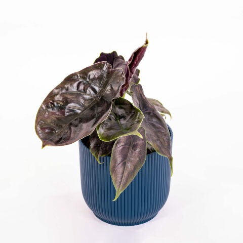 Alocasia "Azlanii"