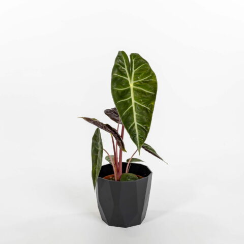Alocasia "Pink Dragon"