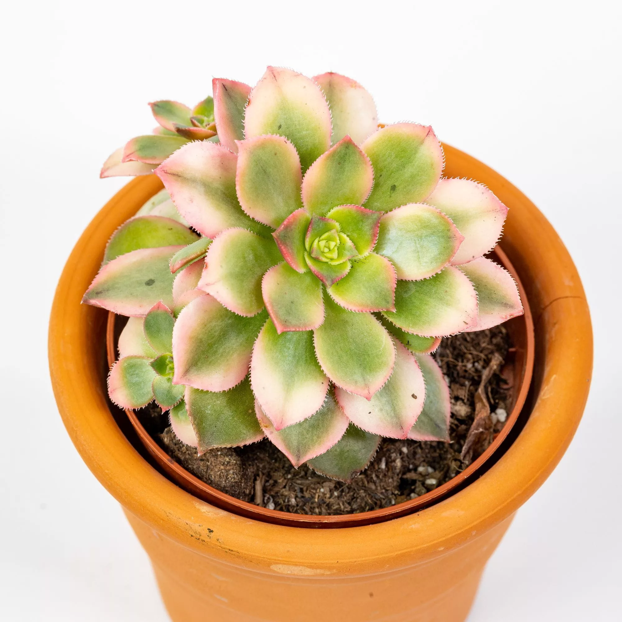 Aeonium decorum "Tricolor"