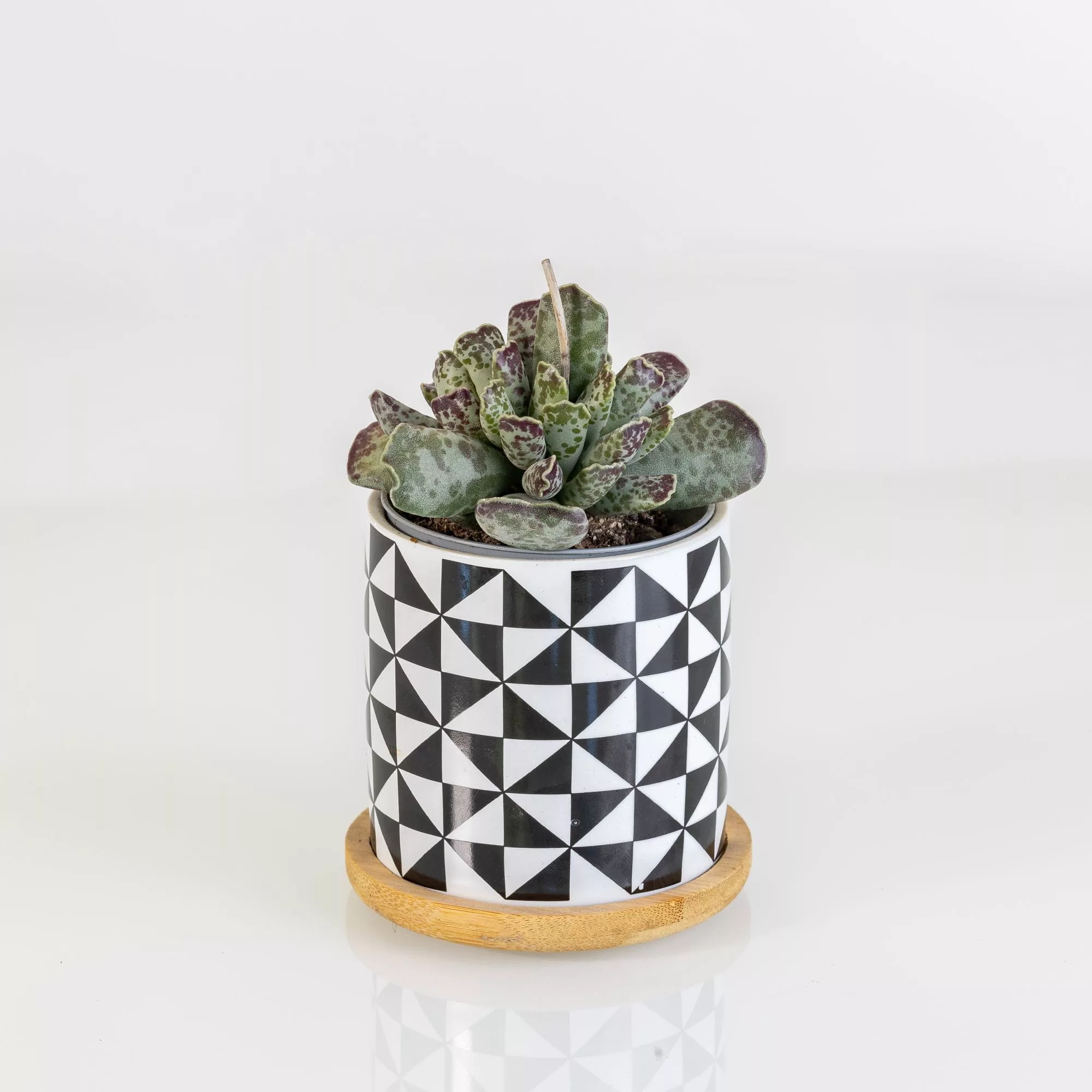 Adromischus cooperi