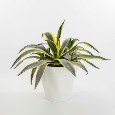 Agave americana "Variegata"