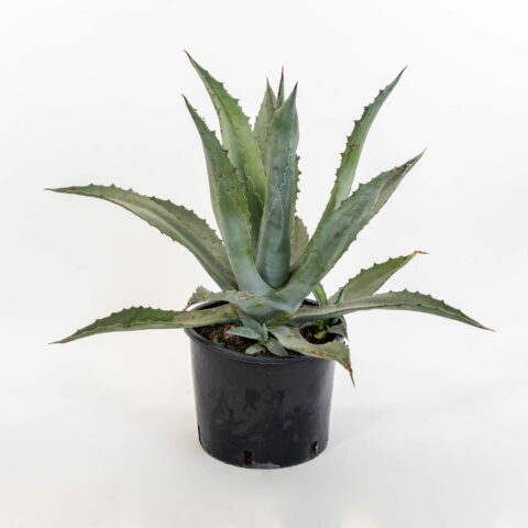 Agave americana "Verde"