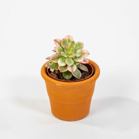 Aeonium decorum "Tricolor"