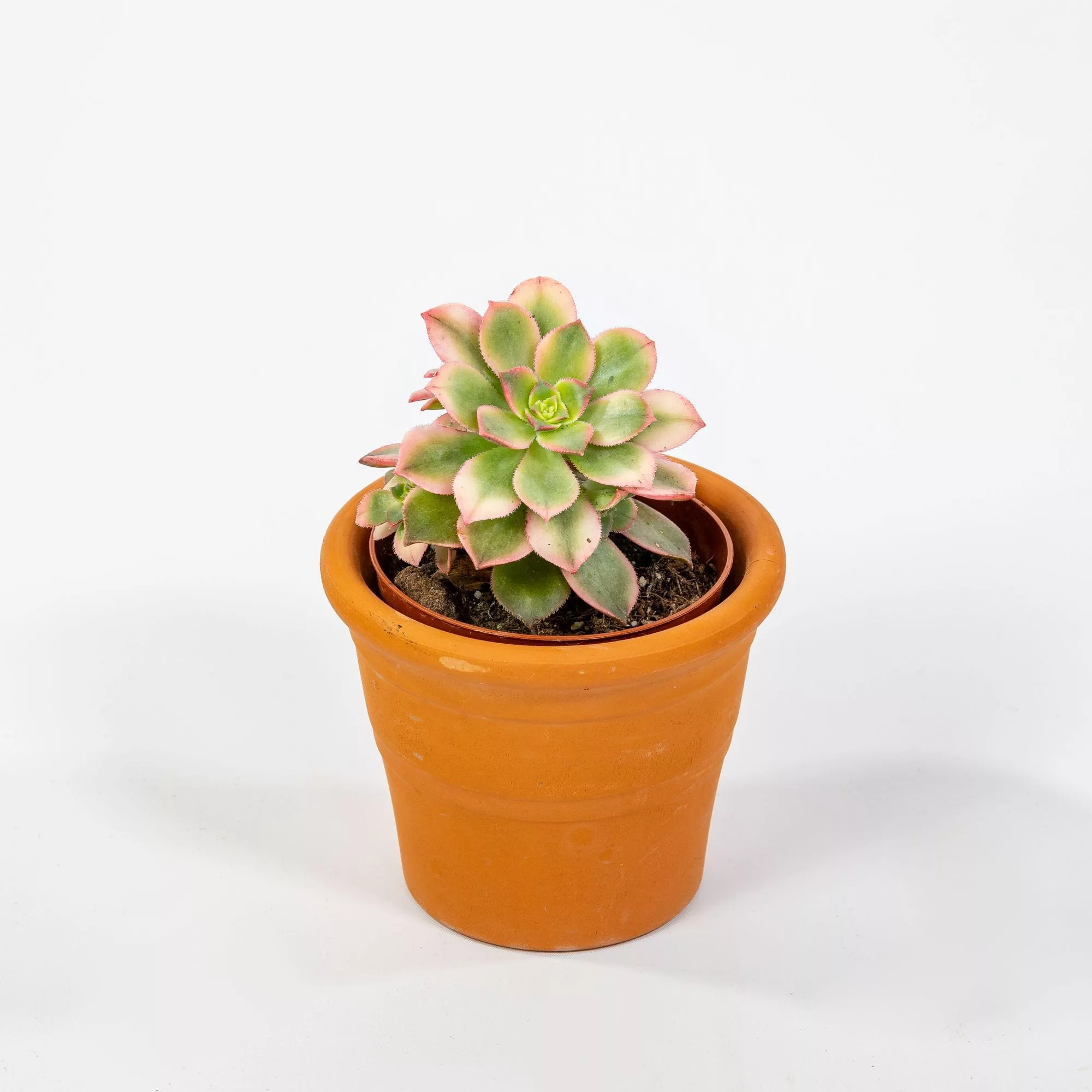 Aeonium decorum "Tricolor"