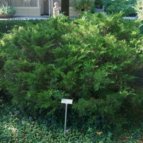 Juniperus chinensis "Mint Julep"