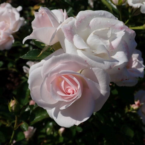 Aspirin Rose