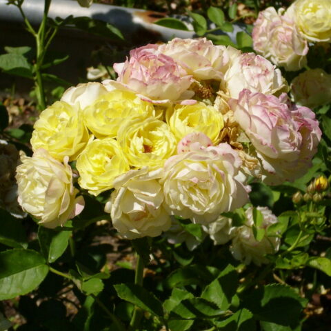 Comtesse du Barry