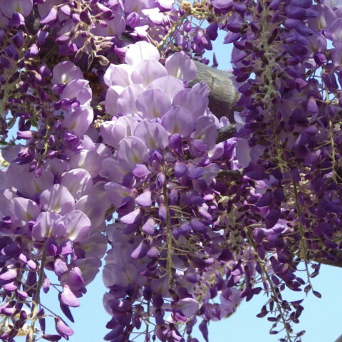 Wisteria brachybotrys "Iko YamaFuji"