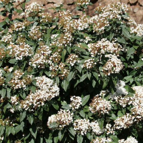 Viburnum tinus "Eve Price"