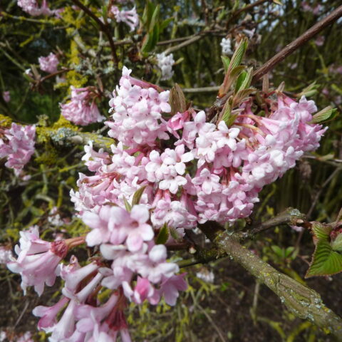 Viburnum x bodnantense "Dawn"