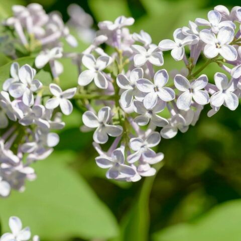 Syringa vulgaris "Madame Lemoine"