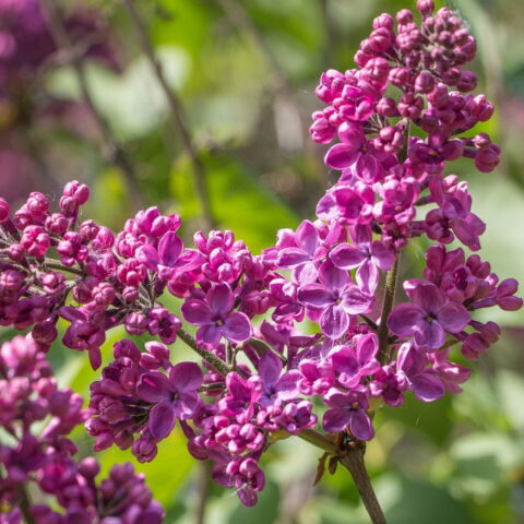 Syringa vulgaris "Andenken an Ludwig Spath"