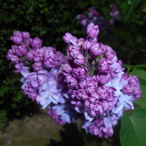 Syringa vulgaris "Katherine Havemeyer"