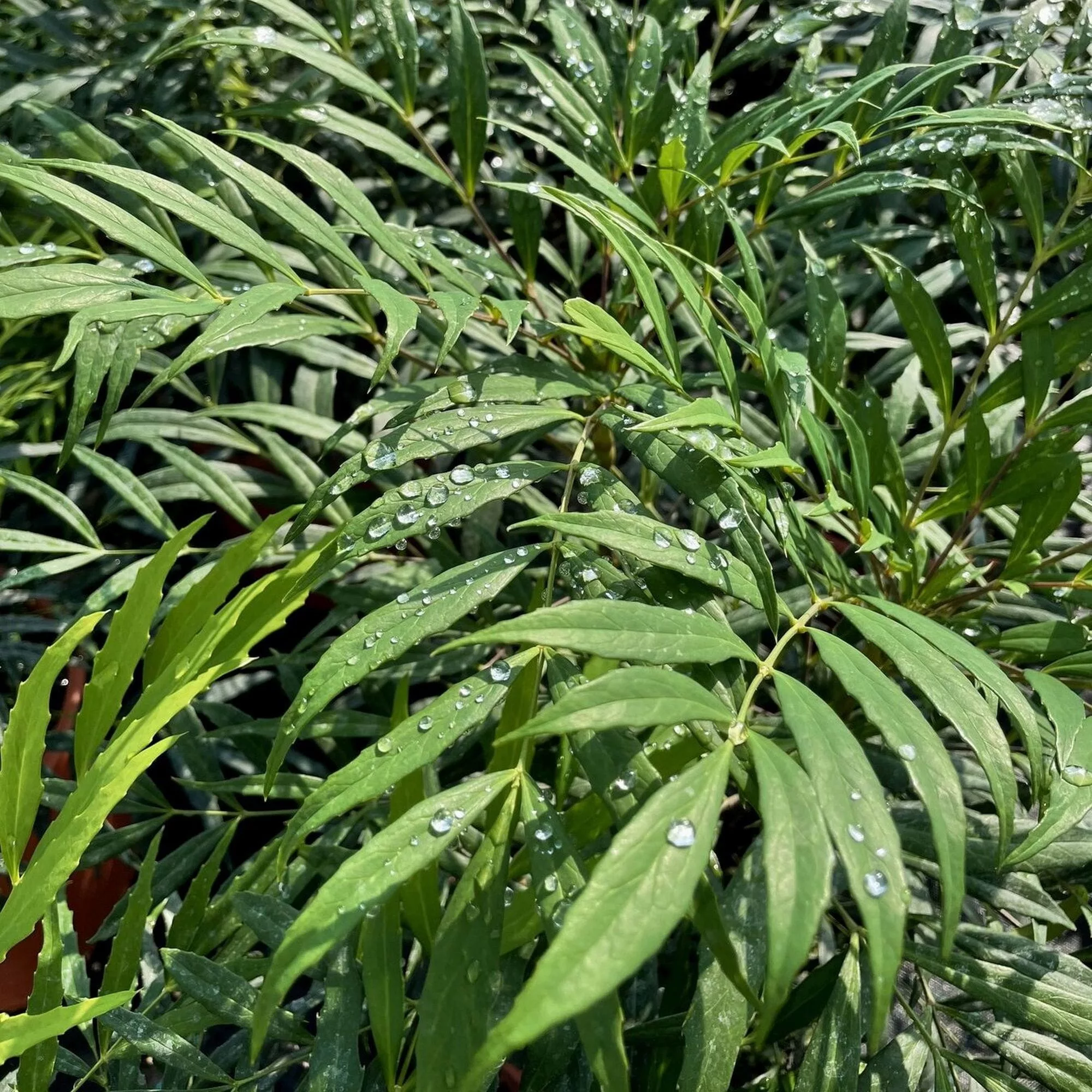 Mahonia confusa "Narihira"
