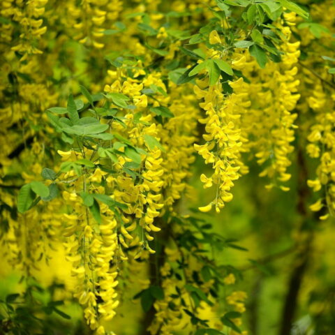 Laburnum x watereri