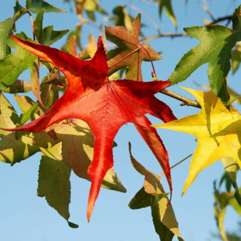 Liquidambar styraciflua "Slender Silhouette"