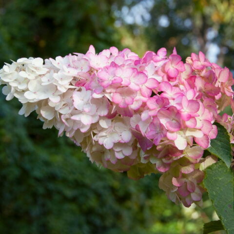 Hydrangea paniculata "Vanille Fraise"