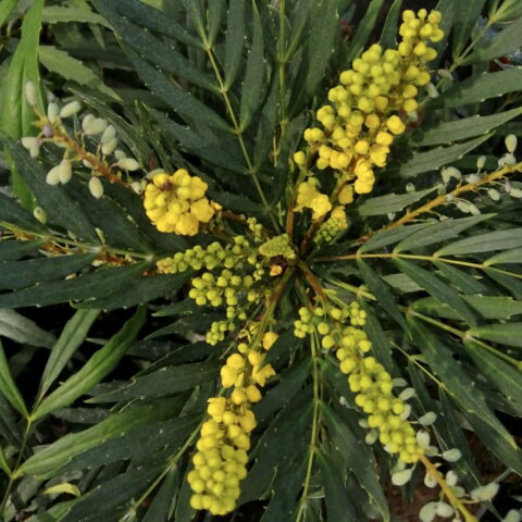 Mahonia confusa "Narihira"