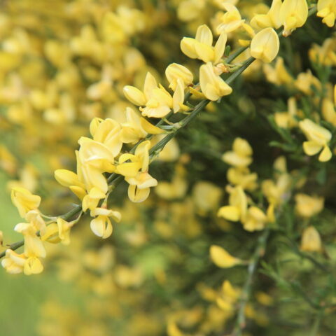 Cytisus x praecox "Allgold"