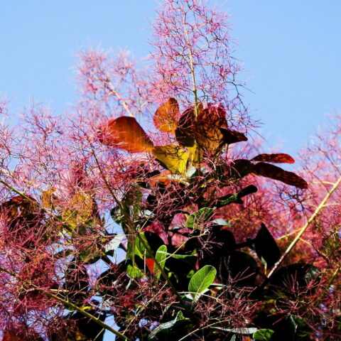 Cotinus coggygria "Royal Purple"