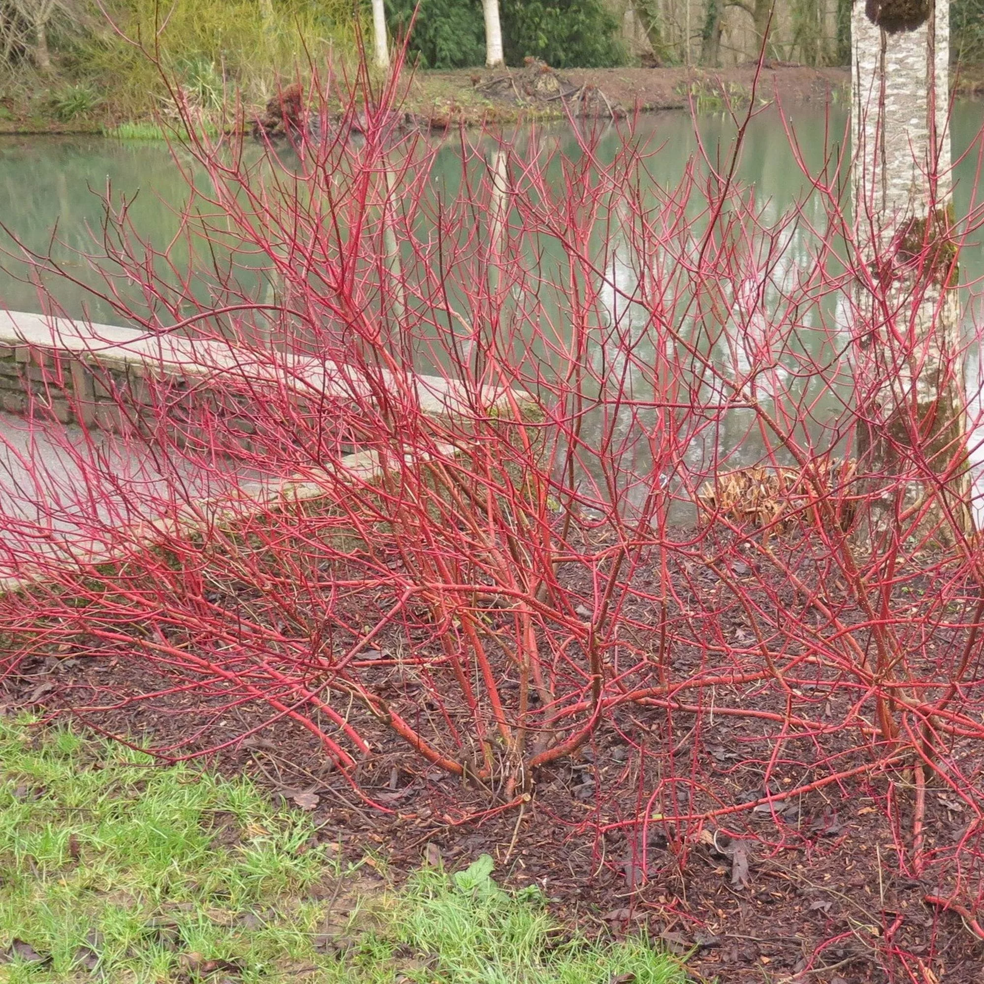 Cornus alba "Sibirica Variegata"