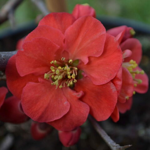 Chaenomeles x superba "Elly Mossel"