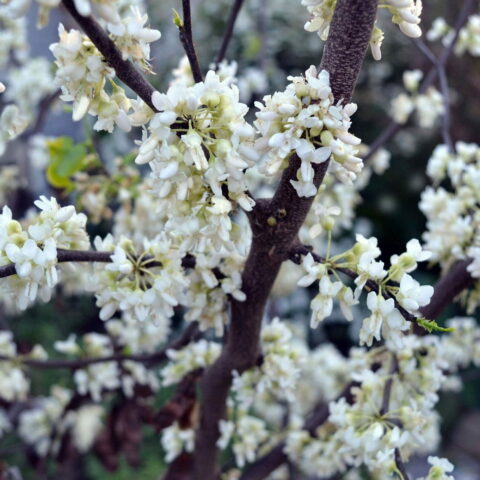 Cercis canadensis var. texensis "Texas White"