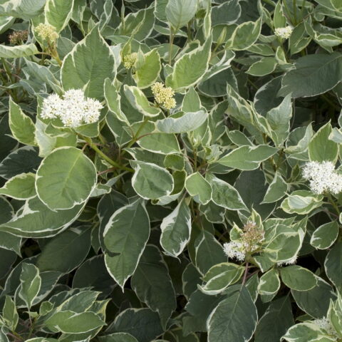 Cornus alba "Sibirica Variegata"