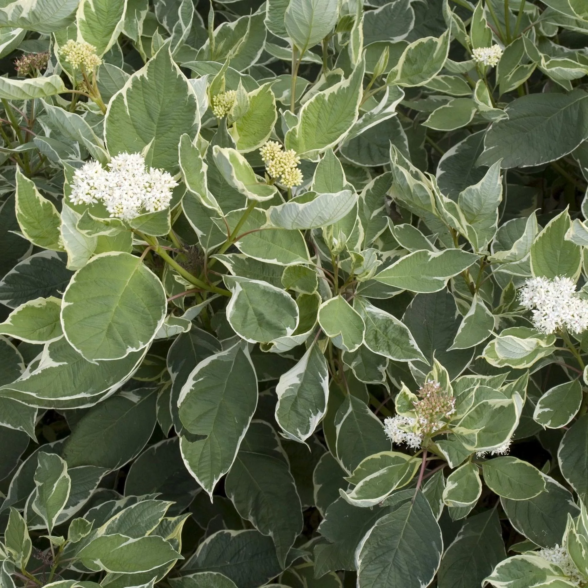 Cornus alba "Sibirica Variegata"