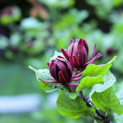 Calycanthus floridus