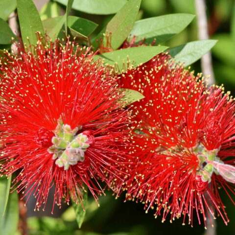 Callistemon laevis