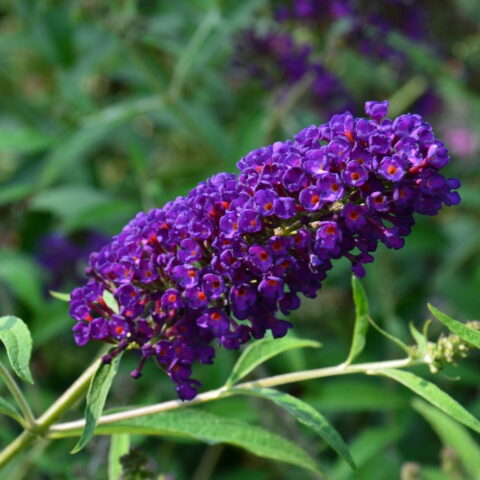Buddleja davidii "Royal Red"