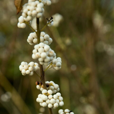 Callicarpa bodinieri "Magical Snowstar"