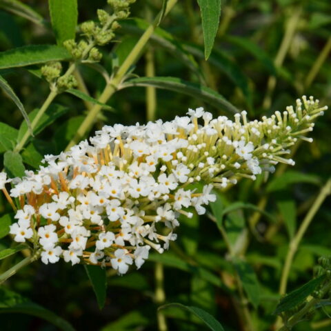 Buddleja davidii "White Profusion"