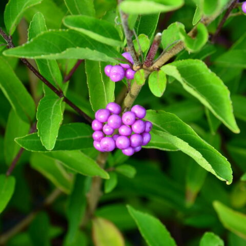 Callicarpa dichotoma "Issai"