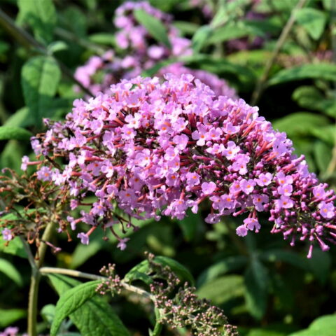 Buddleja davidii "Pink Delight"
