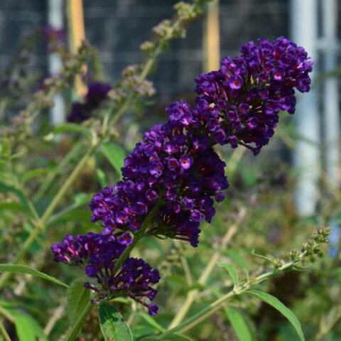 Buddleja davidii "Black Knight"