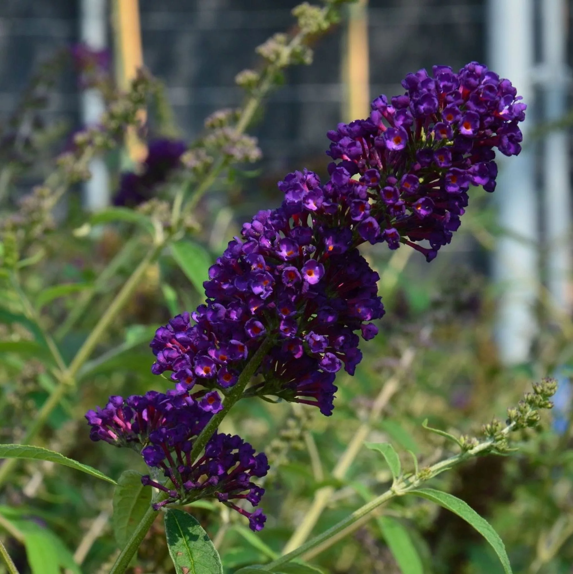 Buddleja davidii "Black Knight"
