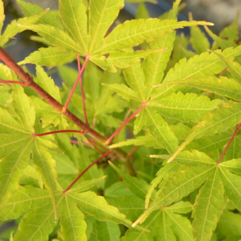 Acer palmatum "Sango-kaku"