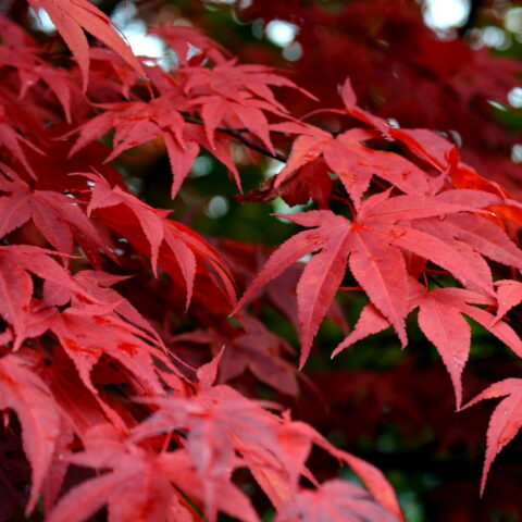 Acer palmatum "sakazuki"