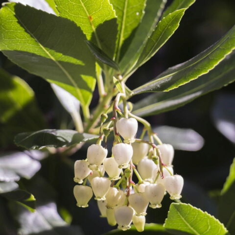 Arbutus unedo "Compacta"