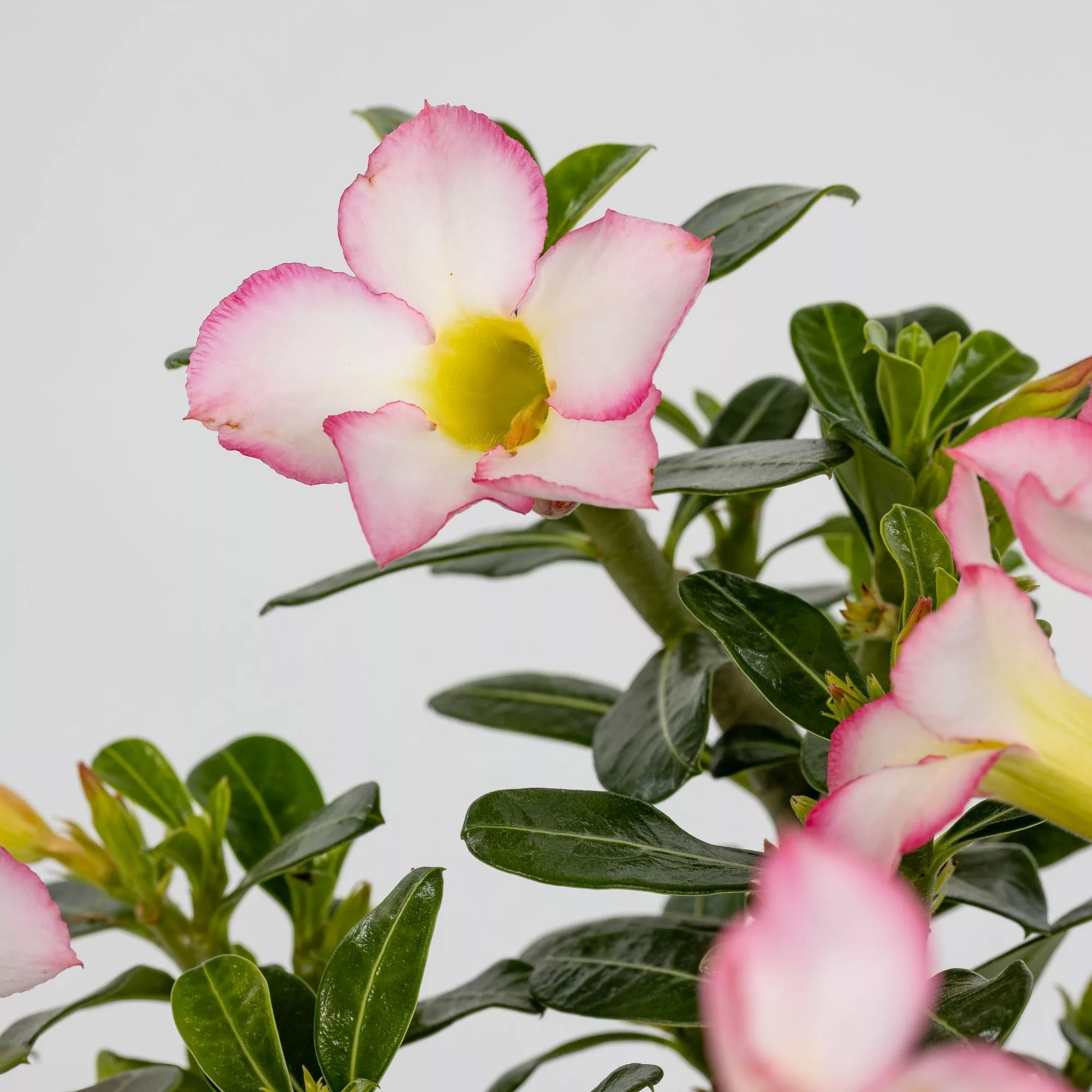 Adenium obesum