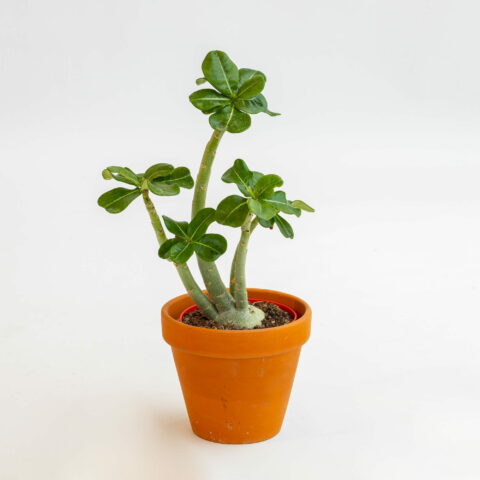 Adenium obesum