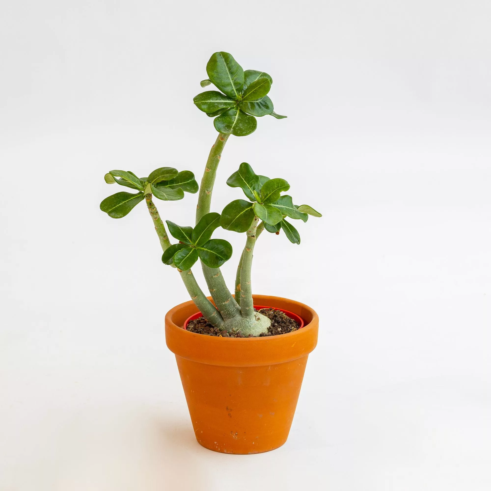 Adenium obesum