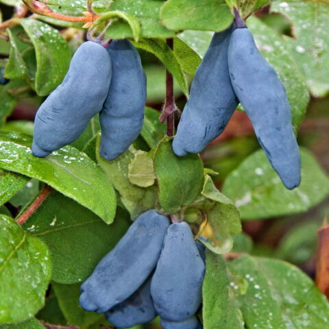 Lonicera caerulea var. Kamtschatica "Blue Banana"