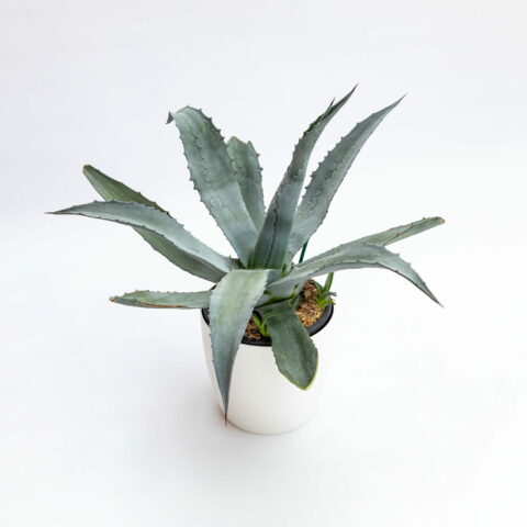 Agave americana "Blu"